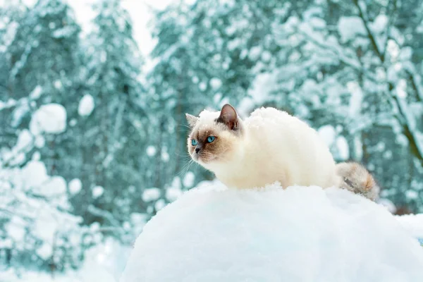 Кот, сидящий в снегу в лесу — стоковое фото