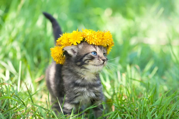 Söta lilla kattunge — Stockfoto