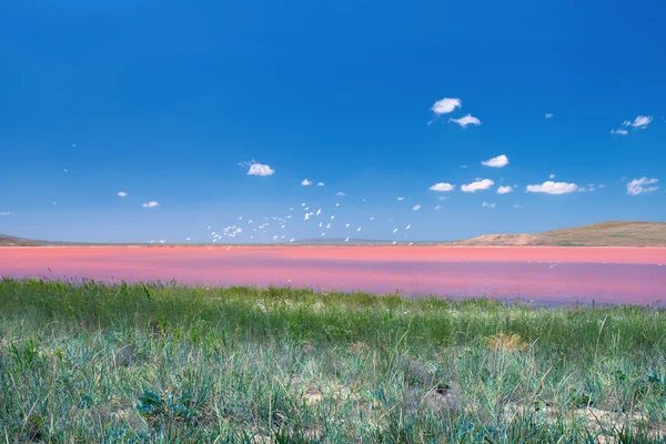 Beautiful pink mud lake Royalty Free Stock Images