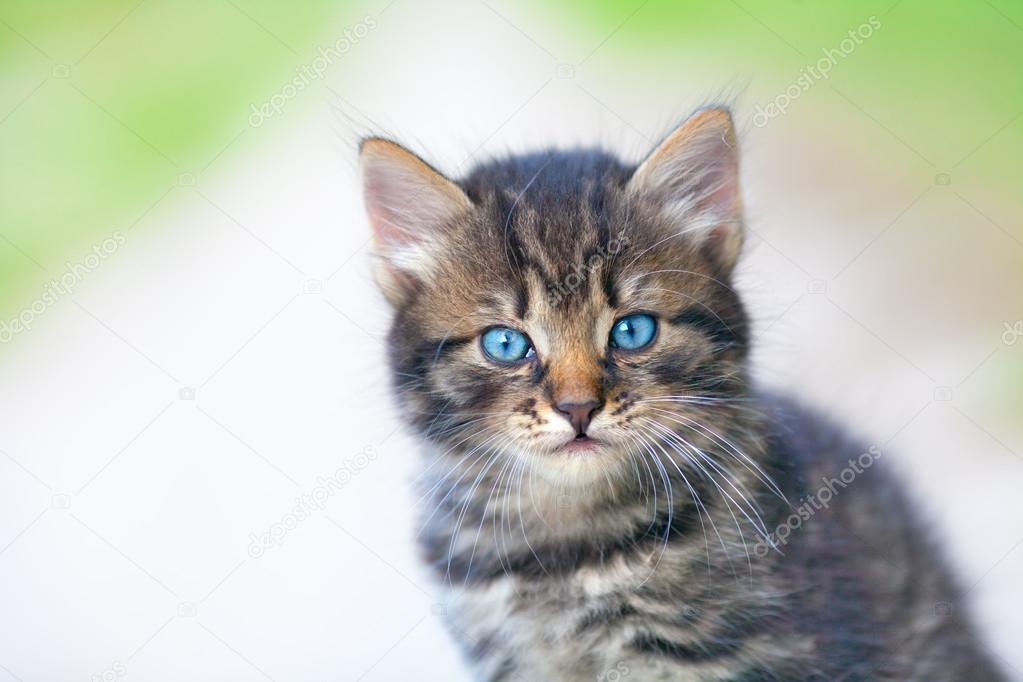 Portrait of little cute kitten