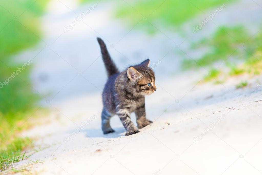 Little kitten staying on the sandy road