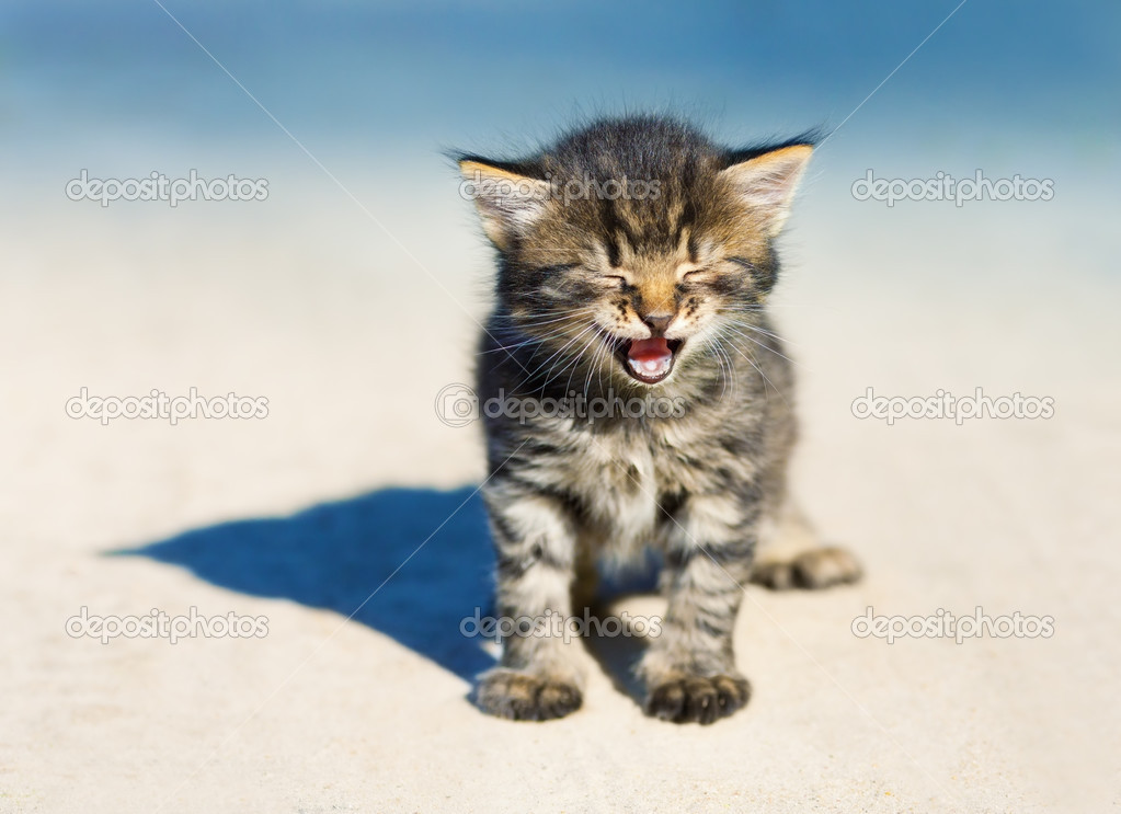 Little kitten staying on the sandy road
