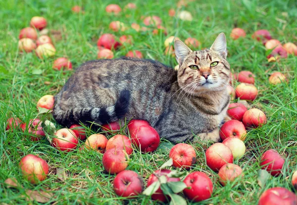 Gato relajante sobre hierba verde entre manzanas — Foto de Stock
