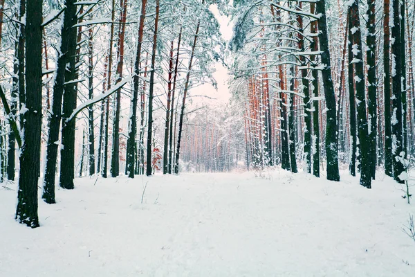 Las sosnowy, pokryte śniegiem — Zdjęcie stockowe