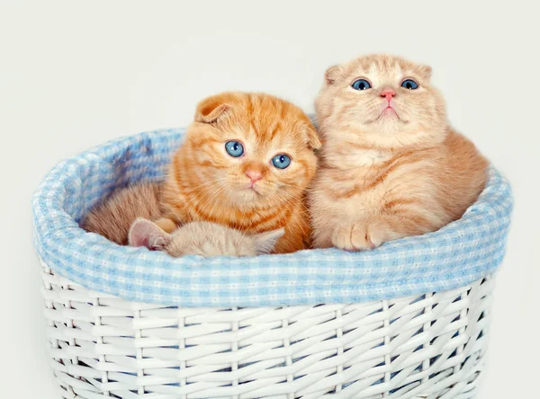 Bir sepet içinde oturan sevimli yavru kedi — Stok fotoğraf