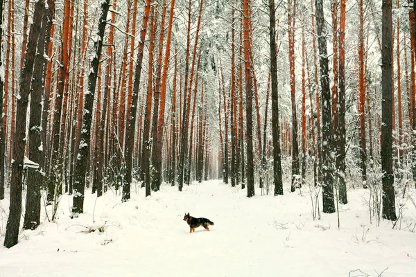 Karla kaplı çam ormanı — Stok fotoğraf