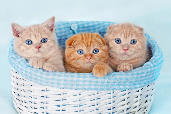 Милые котята сидят в корзине — стоковое фото