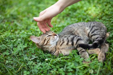 el sevişme genç kedi