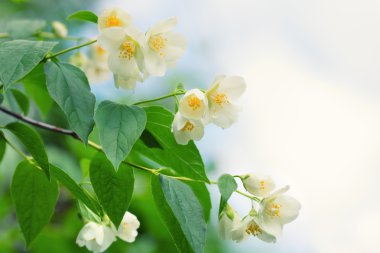 gökyüzü Yasemin çiçeği