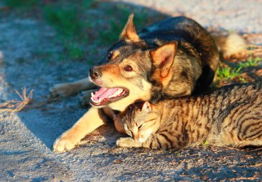 köpek ve kedi rahatlatıcı