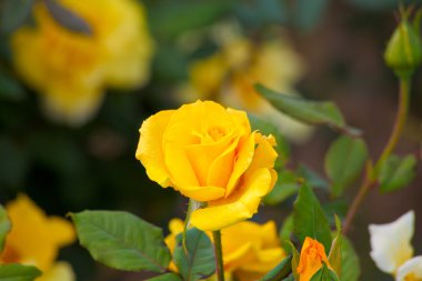 Yeşil arkaplanda sarı gül