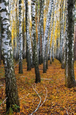 Sonbaharda huş ağacı korusu