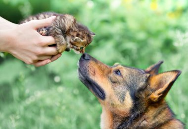 büyük köpek ve kadın elinde açık birbirlerine koklama kedicik