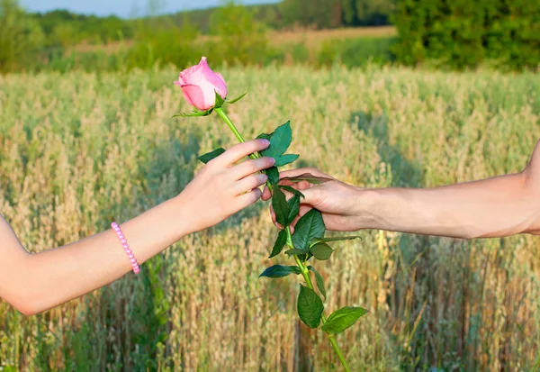 Hands of man giving rose to woman — Stock Photo, Image