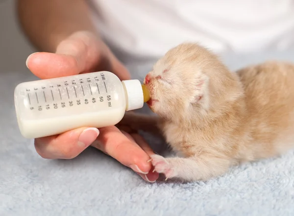 代用乳とクリームの小さな猫の餌 — ストック写真