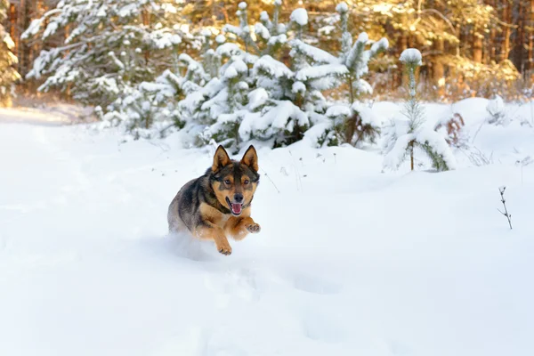 Perro corriendo en la nieve —  Fotos de Stock