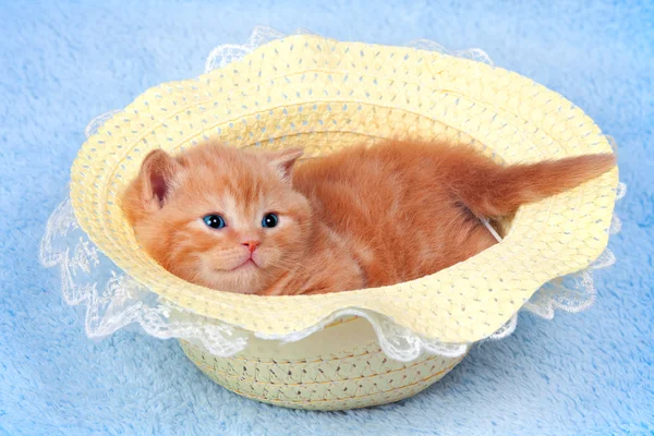 Маленький котенок лежит в соломенной шляпе — стоковое фото