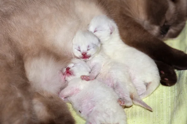 Newborn kittens sleeping after breastfeeding — Stock Photo, Image