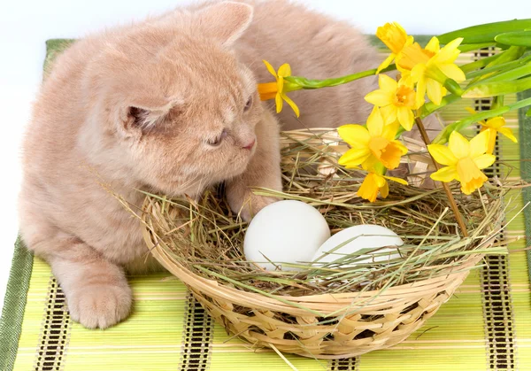 Little cream cat lying near basket with eggs — Stock Photo, Image