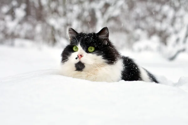 Gato en la nieve — Foto de Stock