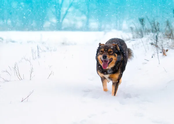 Correndo cão em um campo nevado — Fotografia de Stock