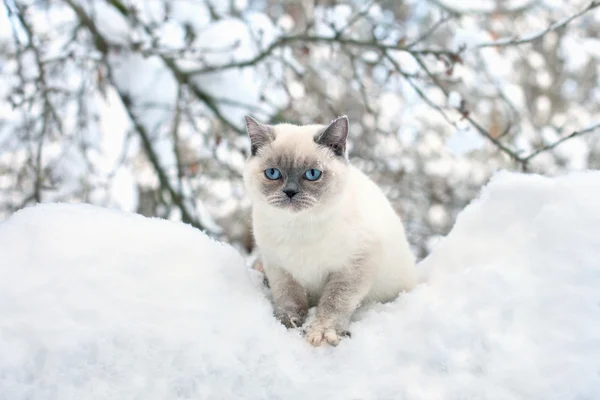 Gato sentado na neve — Fotografia de Stock
