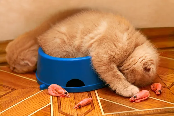 Kätzchen schlafen nach dem Essen in einer Schüssel — Stockfoto