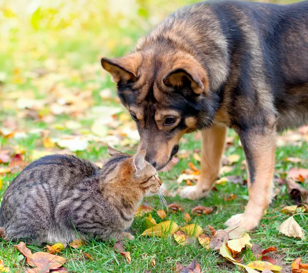 Hund und Katze spielen zusammen im Freien — Stockfoto