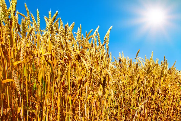 Wheat field against blue sky with sun — Stock Photo, Image