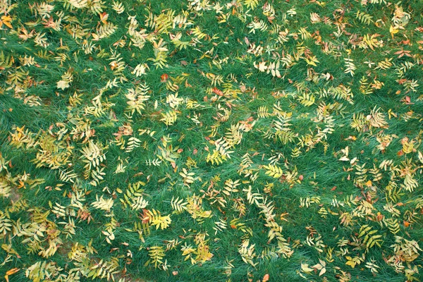 Herbstblätterstreu als Hintergrund — Stockfoto
