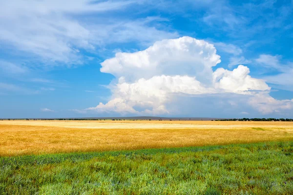 Wheat field on a sunny day — Stock Photo, Image