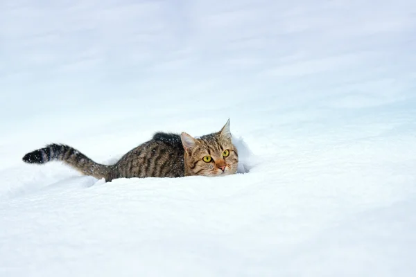 Кошка прокрадывается в снег — стоковое фото