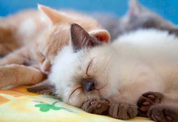 Piccolo gatto addormentato — Foto Stock