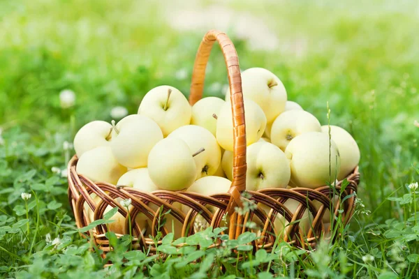 Органические яблоки в корзине на зеленой траве — стоковое фото