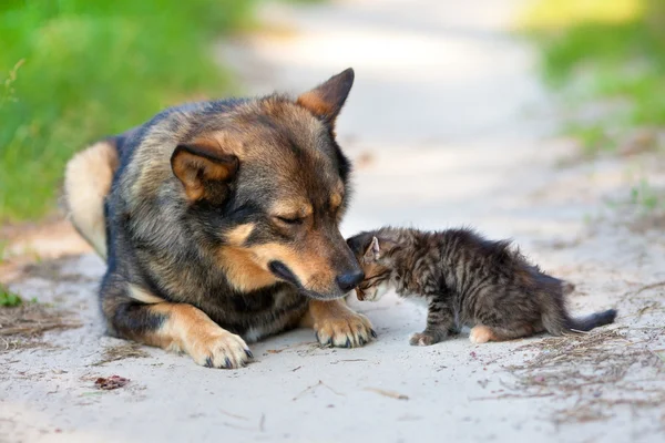 Kleines Kätzchen gegen den großen Hund gedrückt — Stockfoto