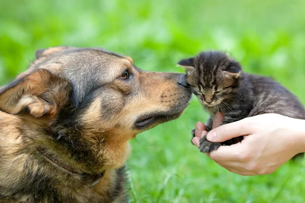 Cão grande e gatinho em mãos femininas cheirando uns aos outros ao ar livre — Fotografia de Stock