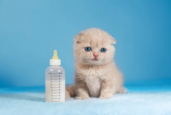 Pequeño gato sentado cerca del pezón con leche —  Fotos de Stock