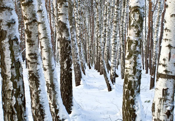 Bosque de abedul nevado —  Fotos de Stock