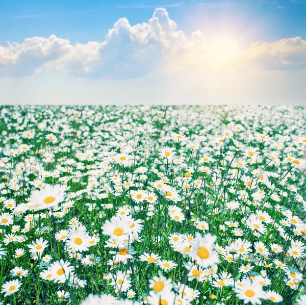 Chamomile field with blue sky — Stock Photo, Image
