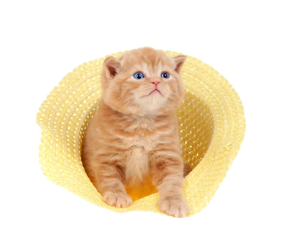 Little kitten sitting in a straw hat — Stock Photo, Image