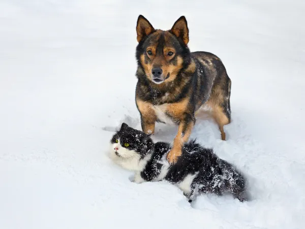 Hund och katt leker i snön — Stockfoto