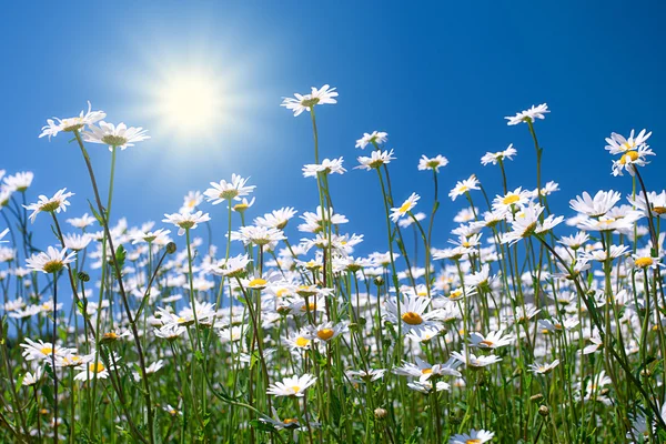 Kwiaty rumianku z nieba — Zdjęcie stockowe