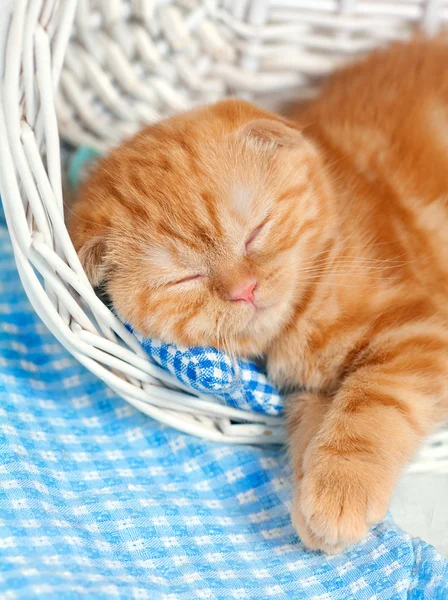 Gatinho vermelho bonito dormindo em uma cesta — Fotografia de Stock