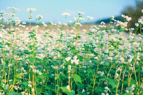 Beautiful buckwheat field against the sky — Stock Photo, Image