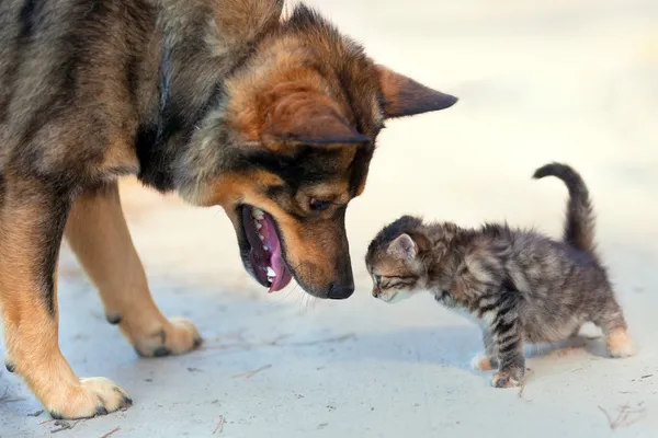 Gran perro y gatito olfateándose al aire libre — Foto de Stock