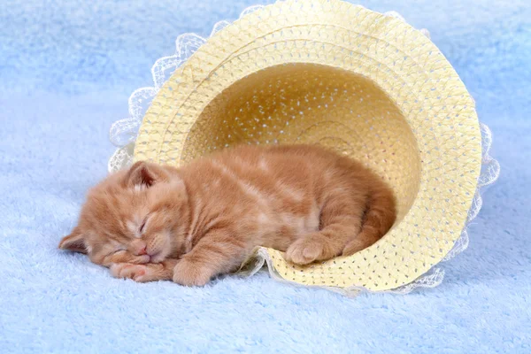 Kleine Katze schläft im Strohhut — Stockfoto