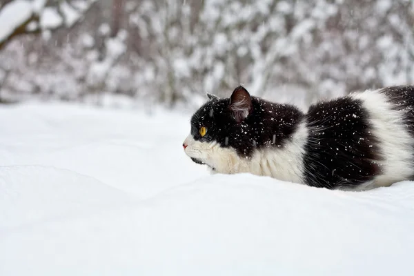 Chat se faufilant dans la neige — Photo