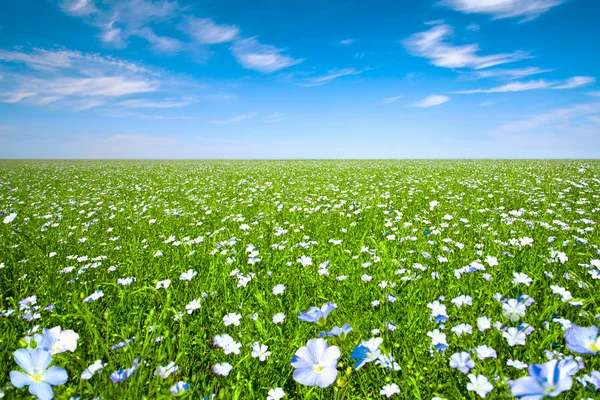 Vlas veld met blauwe hemel — Stockfoto