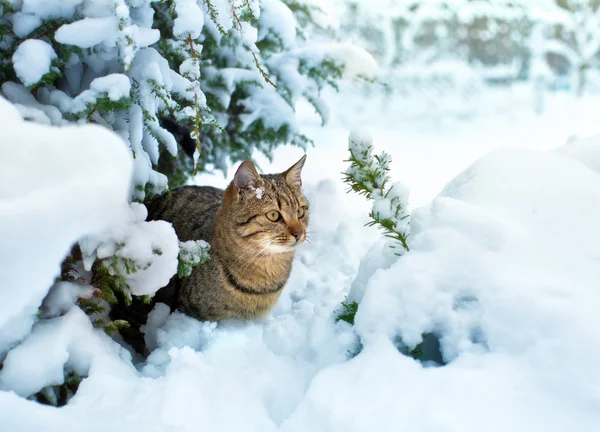 Lindo gatito sentado en el pino nevado — Foto de Stock