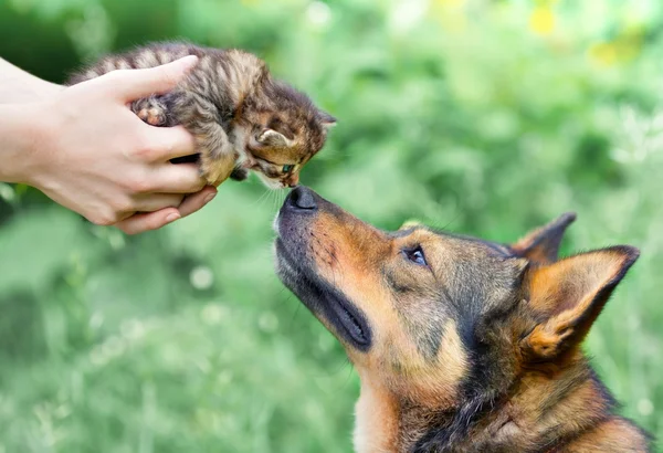 Gros chien et petit chaton dans les mains féminines se reniflant mutuellement en plein air — Photo